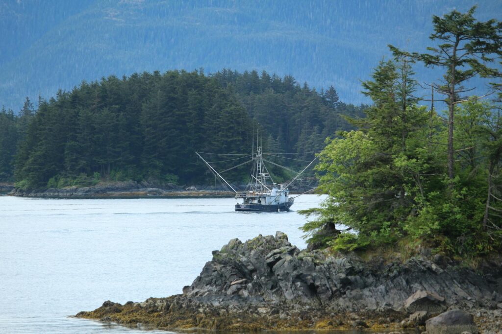 alaskan pollock fish