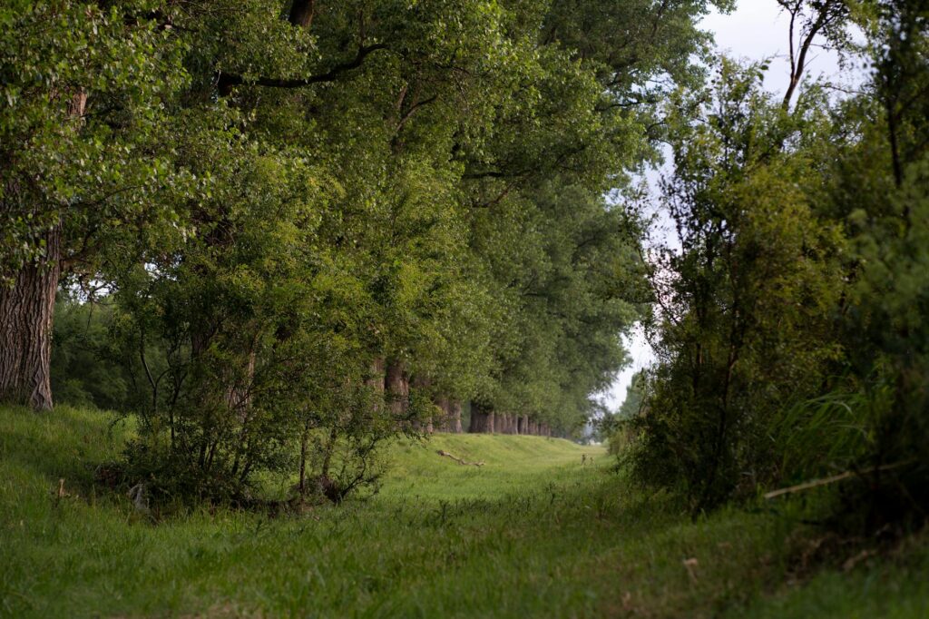 Elena Gyasi professional