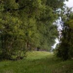 Elena Gyasi professional