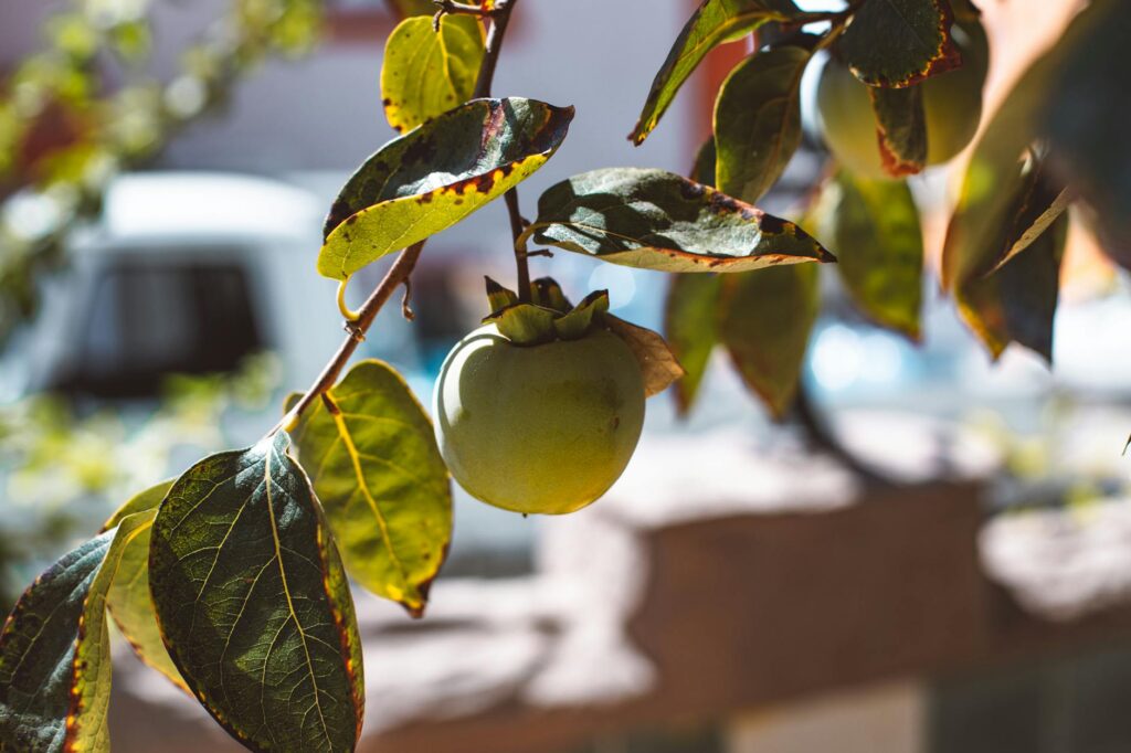 Spanish persimmon fruit pile