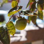 Spanish persimmon fruit pile